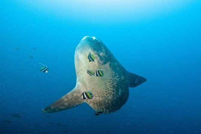 Nusa Penida Three Dives Trip for Certified Divers - Trip Details