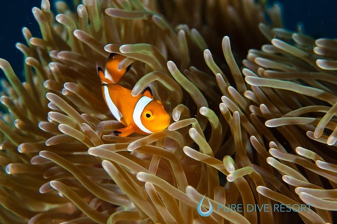 Nusa Penida Three Dives Trip for Certified Divers - Meeting and Pickup