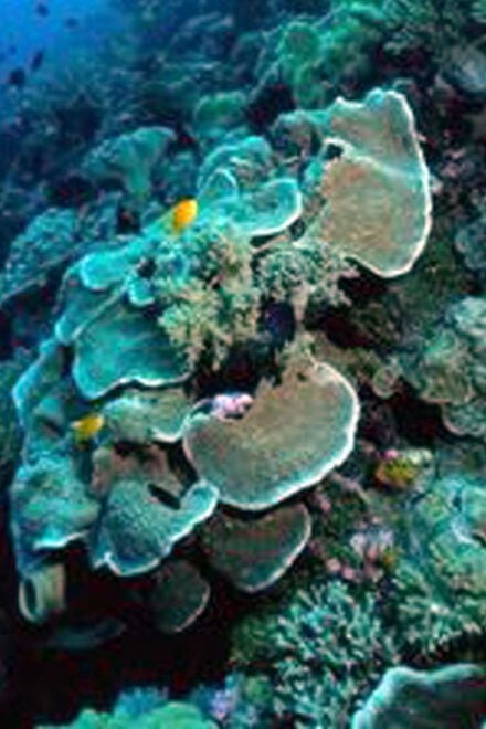 Nusa Penida Tour & 3-Point Snorkeling Experience - Included Amenities