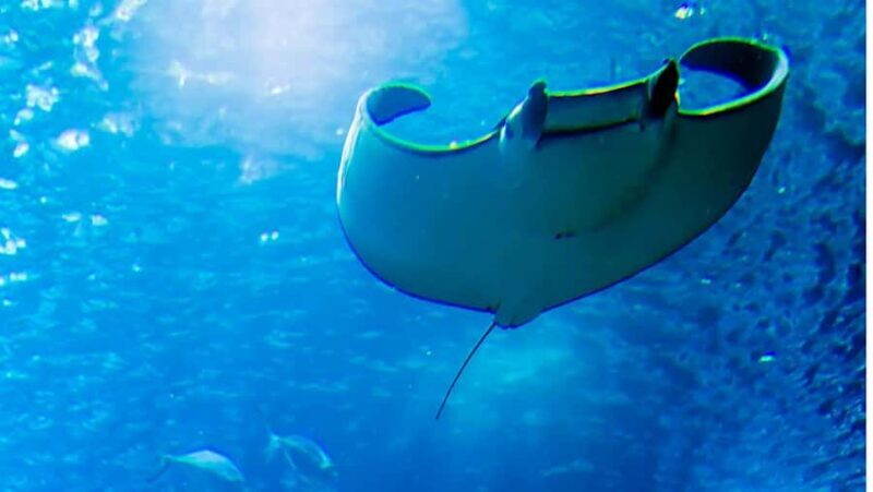 Nusa Penida: West and East Penida Tour all inclusive Lunch - FAQ