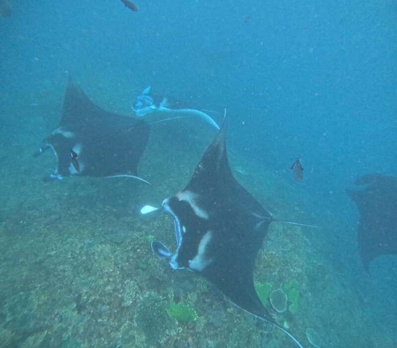 Nusa Penida: West Day Trip with Lunch and Snorkelling Tour - Authentic Traveler Perspectives  