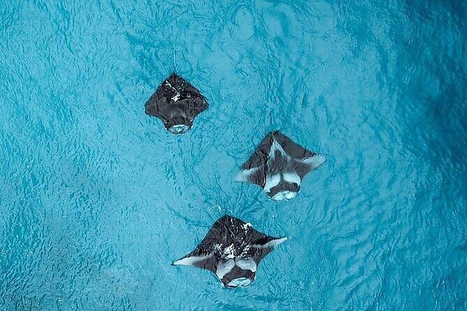 Nusa Penida West Full day Trip with Snorkeling - A Comprehensive Look at the Experience