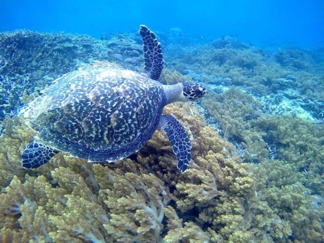 Nusa Penida:4 Most Extraordinary Snorkeling Spots With Guide - Nusa Penidas Hidden Gems: Unique Snorkeling Spots