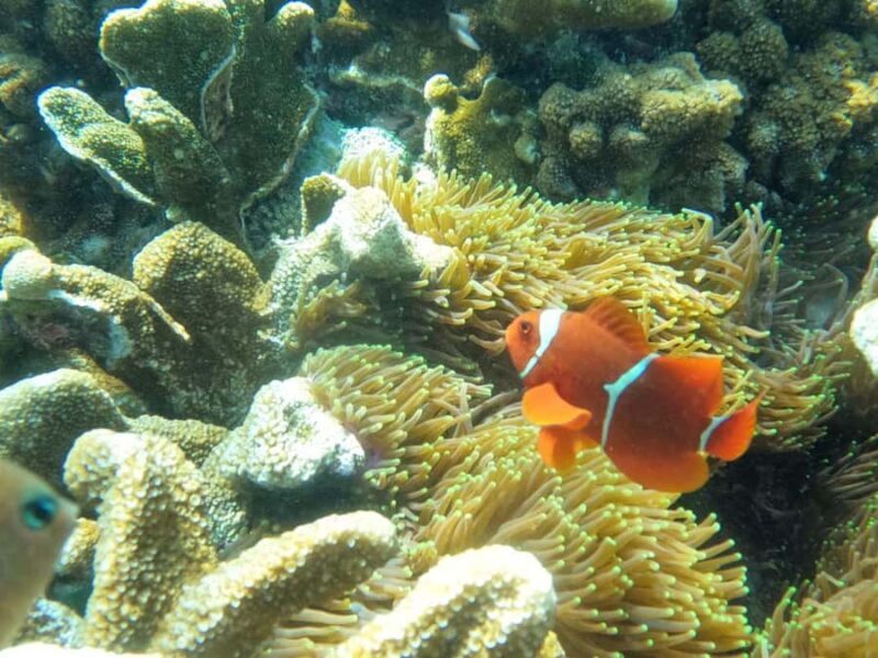 Nusapenida Snorkeling and Land Tour - Evaluating the Value