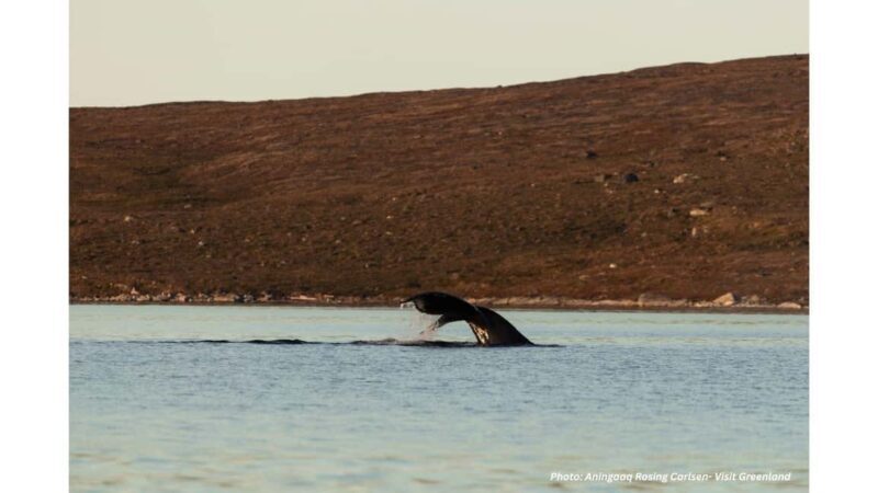 Nuuk Fjord Boat & Fishing Tour with Local Hunter Guide - Exploring the Nuuk Fjord Boat & Fishing Tour