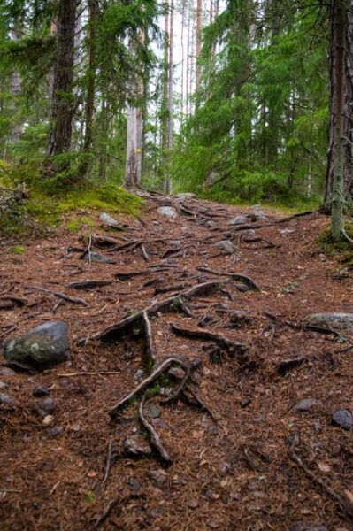 Nuuksio National Park Hiking Experience From Helsinki - Essential Packing List