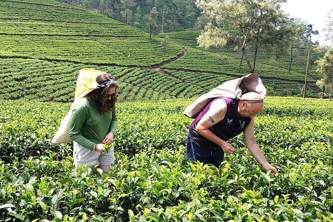 Nuwara Eliya 2 Tea Factory Tea Test &Pick 2 Waterfalls Nature Day - What Makes This Tour Stand Out?  
