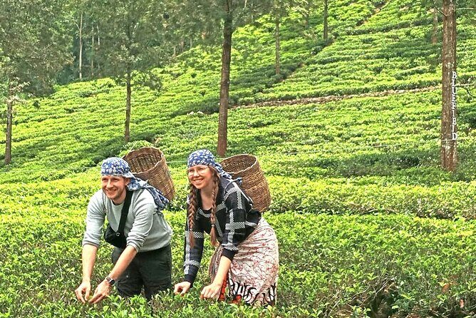 Nuwara Eliya 2 Tea Factory Tea Test &Pick 2 Waterfalls Nature Day - Final Thoughts: Is This Tour Right for You?  