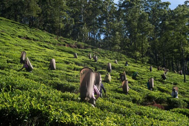 Nuwara Eliya: All-Inclusive Private Sightseeing Day Tour - Tour Description