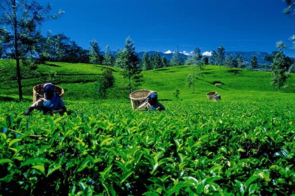 Nuwara Eliya: All-Inclusive Private Sightseeing Day Tour - Directions