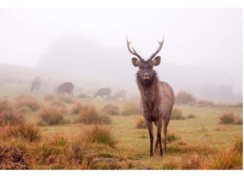 Nuwara Eliya: Cloud Forest Hike with Cliff Views - Introducing the Experience