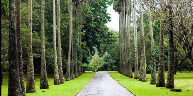 Nuwara Eliya: Countryside Exploration Tour by Tuk-Tuk! - Tour Overview
