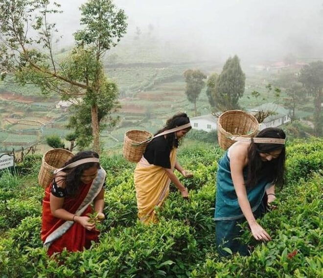 Nuwara Eliya Day Tour From Kandy (Private Tour) - Tea Experience and Factory Visit