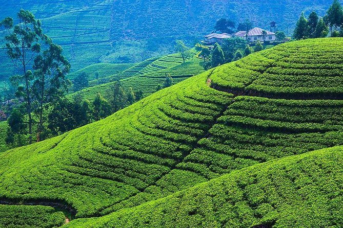 Nuwara Eliya Day Tour From Kandy With Ambuluwawa Tower,Tea Factry - Likely to Sell Out