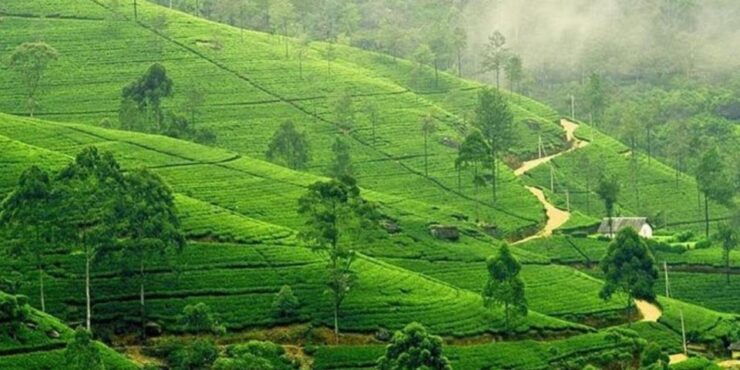 Nuwara Eliya: Explore Countryside by Tuk-Tuk! - Colonial Retreat and English-style Houses