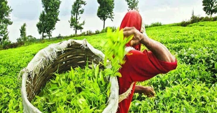 Nuwara Eliya FullDay Waterfalls 5, Trekking, Tea Factories 2 - Highlights of the Itinerary