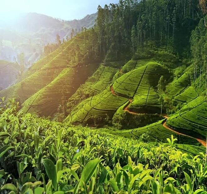 Nuwara Eliya FullDay Waterfalls 5, Trekking, Tea Factories 2 - Waterfalls to Visit