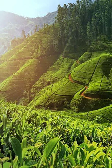 Nuwara Eliya FullDay Waterfalls 5, Trekking, Tea Factories 2 - Tea Factory Experiences
