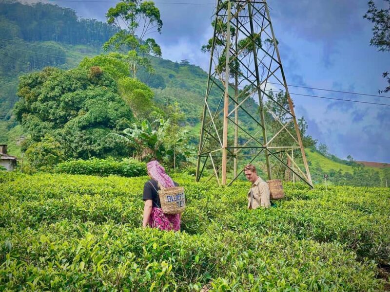 Nuwara Eliya Highlights: Tea, Coffee & Waterfalls - The Sum Up