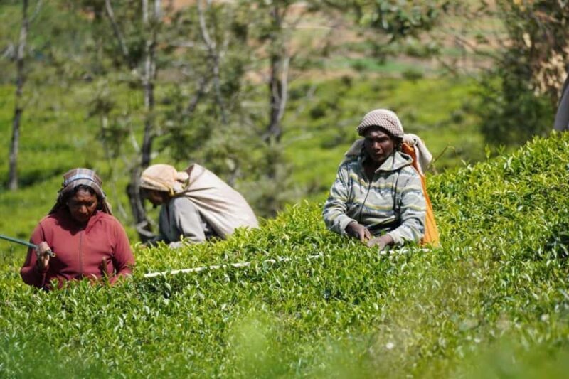 Nuwara Eliya Highlights: Tea, Coffee & Waterfalls - Good To Know