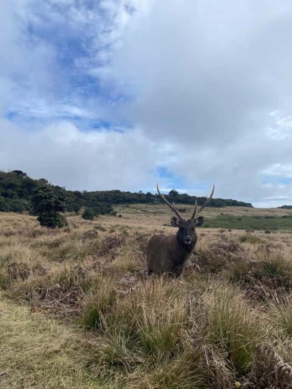Nuwara Eliya: Horton Plains Guided Hike with Lunch - Good To Know