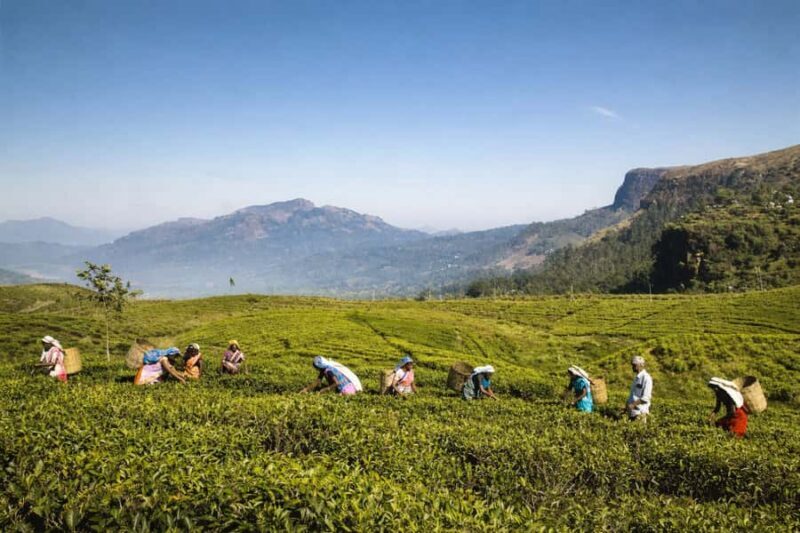 Nuwara Eliya: Premium Tea & Waterfall Tour - Private SUV - What Makes This Tour Stand Out?