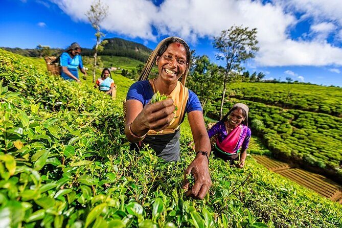 Nuwara Eliya Private Day Trip from Mirissa - Ambewela Farms (2 hours)