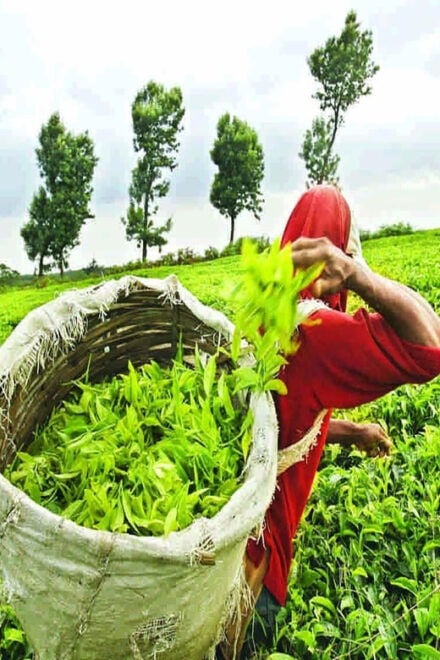 Nuwara Eliya: Tea Factory and Pickle Waterfalls Tuk Tuk Tour - Waterfall Exploration