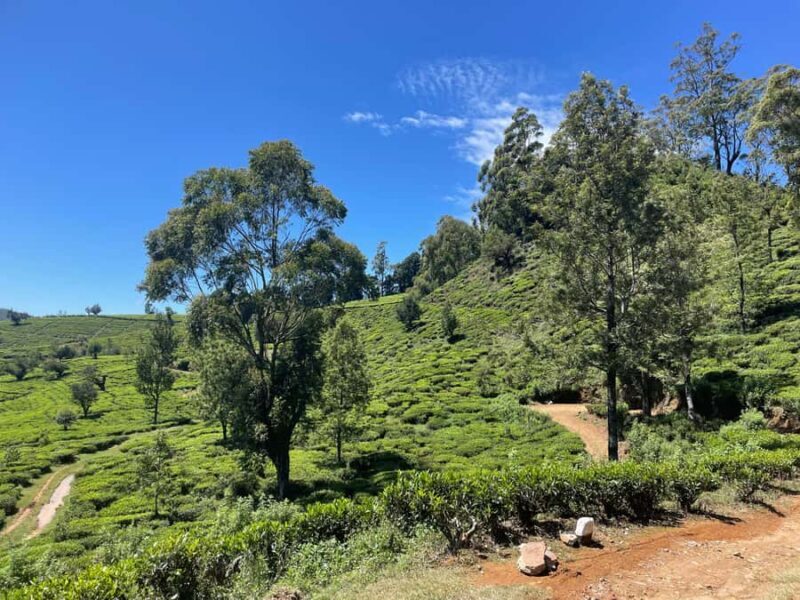 Nuwara Eliya Tea Plantation Hike with Village & Waterfall - Exploring the Itinerary in Detail