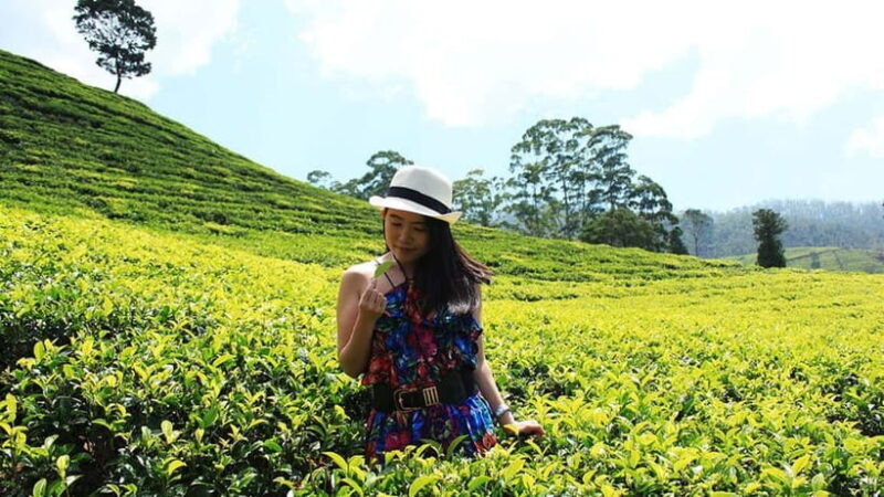 Nuwara Eliya to Kandy: Transfer with Waterfall & Tea Tour - A Deep Dive into the Experience