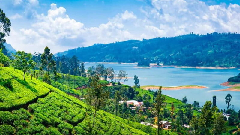 Nuwara Eliya to Kandy: Transfer with Waterfall & Tea Tour - An In-Depth Look at the Experience