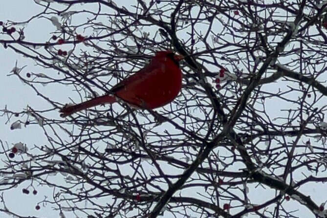 NYC Beginner Private Birdwatching Tour - Exploring the NYC Beginner Private Birdwatching Tour: Is It Worth Your Time?