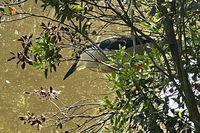 NYC Beginner Private Birdwatching Tour - Good To Know