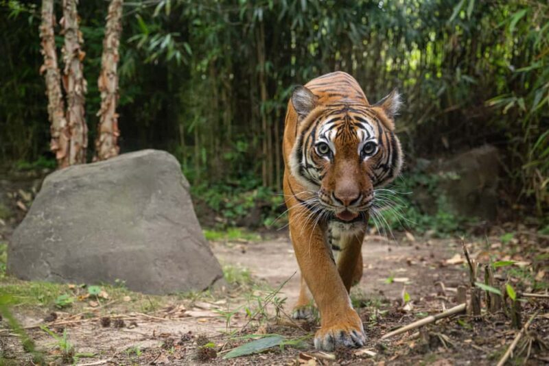 NYC: Bronx Zoo Entry Ticket - Good To Know