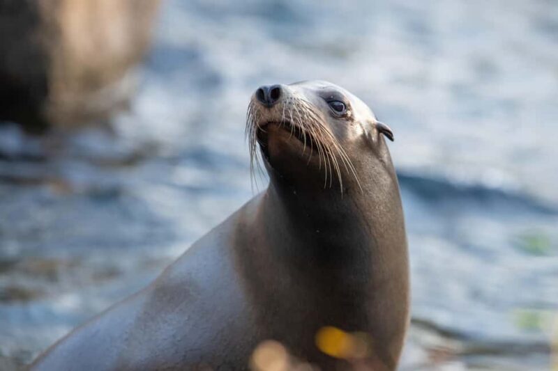 NYC: Bronx Zoo Entry Ticket - What to Expect at the Bronx Zoo