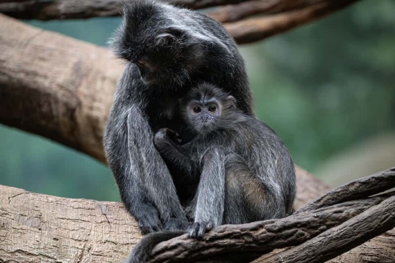 NYC: Bronx Zoo Entry Ticket - Who Will Love This Tour?