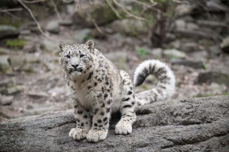 NYC: Bronx Zoo Entry Ticket - Final Thoughts