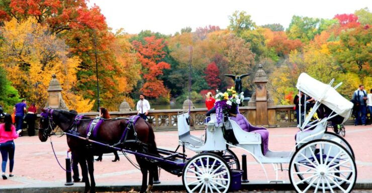 NYC: Central Park Horse-Drawn Carriage Ride (up to 4 Adults) - Activity Details and Information