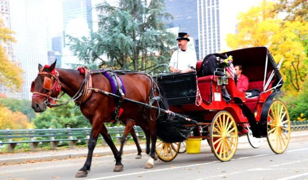 NYC: Central Park Horse-Drawn Carriage Ride (up to 4 Adults) - Common Questions