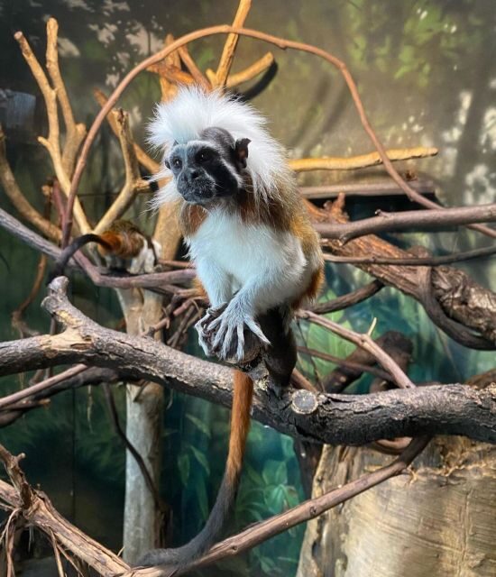 NYC: Central Park Zoo & Central Park Guided Walking Tour - FAQ