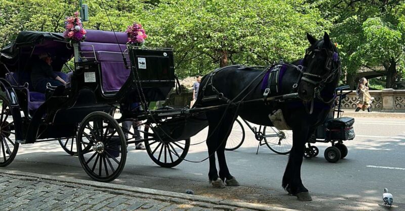 NYC: Empire State Horses Carriage Ride in Central Park - The Sum Up