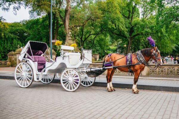 NYC: Guided Central Park Horse Carriage Ride - Common Questions