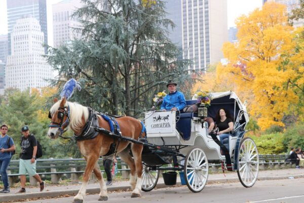 NYC: Guided Standard Central Park Carriage Ride (4 Adults) - The Sum Up