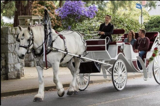 NYC : Holiday Lights Private Horse Carriage Ride - Pricing and Payment Options
