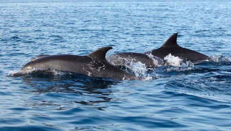 NYC: Whale Watching Cruise from Manhattan - FAQs