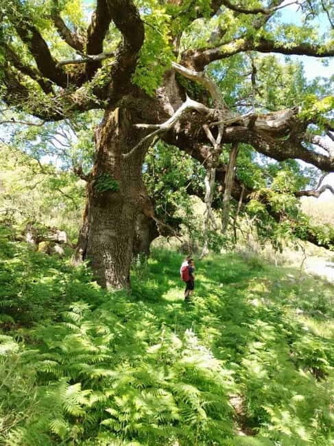 Nydri: Discover Local Culture, History & Beauty Guided Hike - Who Should Consider This Experience?