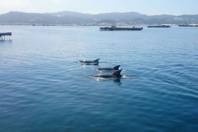 O Grove: Boat Tour With Mussel Tasting and Wine - Full Description