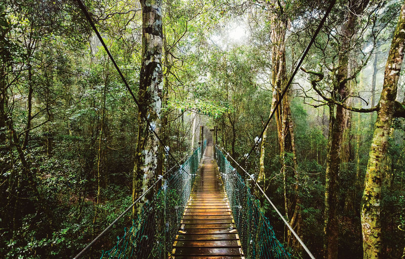 OReillys & Lamington National Park - From mountain village to rainforest canopy