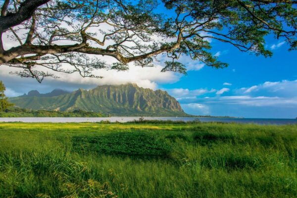 Oahu: 10-Hour Sunrise & Scenic View Points Photo Tour - The Sum Up