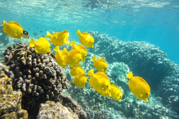 Oahu: 3-Hour Waikiki Snorkel & Sailing Adventure With Lunch - Activity Details